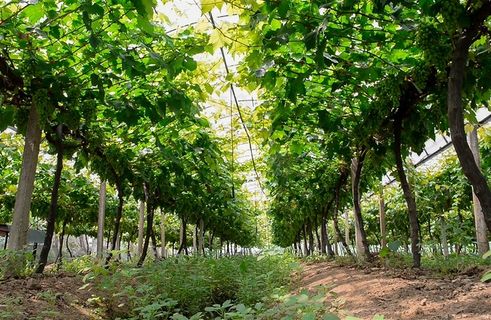 果园里的葡萄树