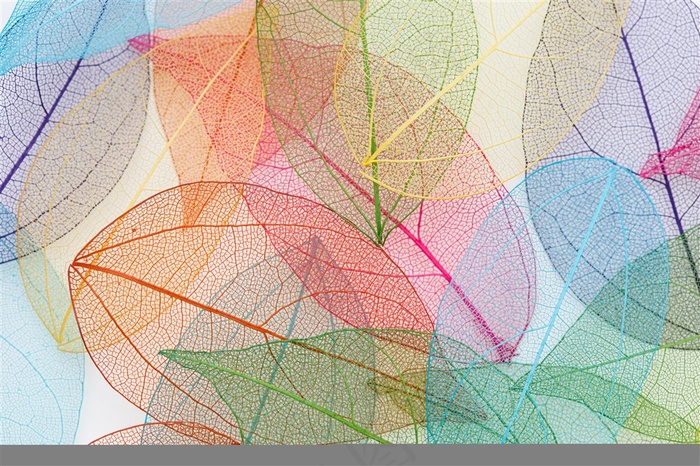 五彩缤纷的叶脉背景