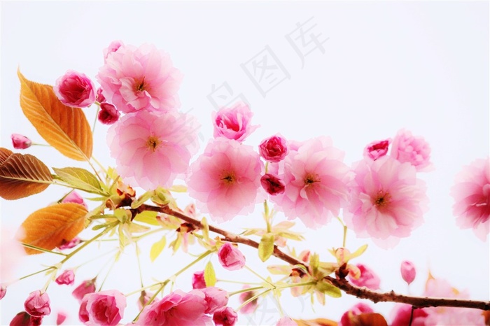 唯美花卉背景