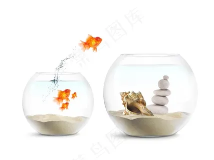 鱼缸的鱼精美图片