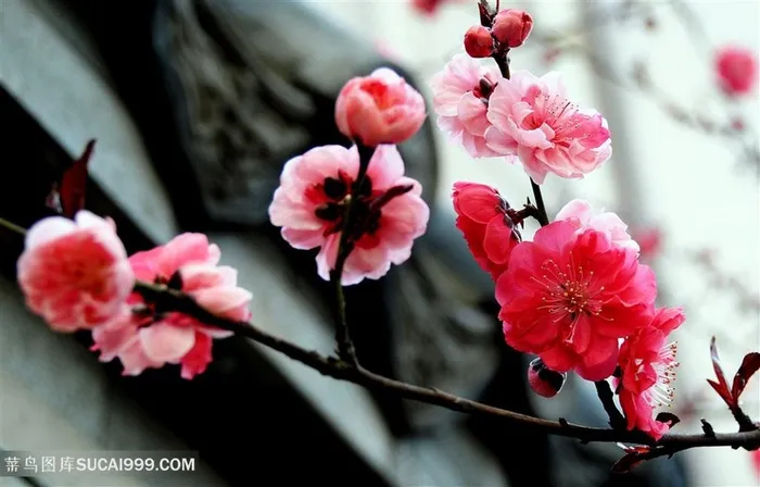 高清唯美梅花鲜花图片