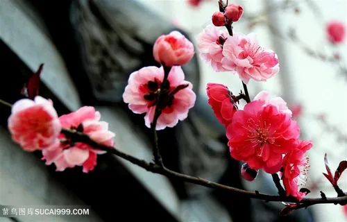高清唯美梅花鲜花图片 高清唯美梅花鲜花图片