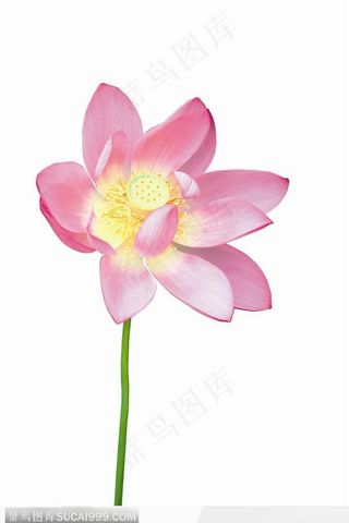 唯美盛开的荷花图片