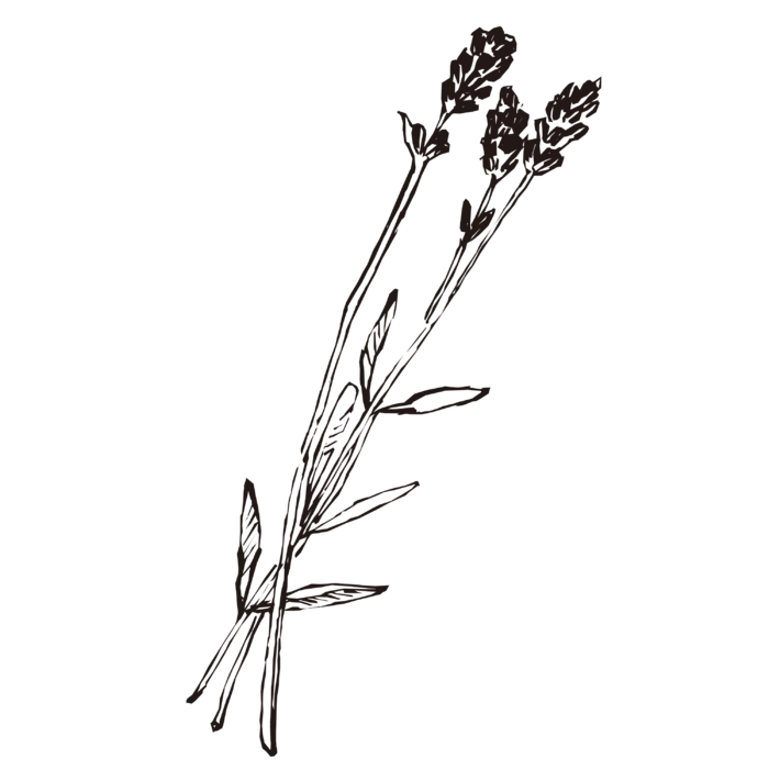线条草本花卉手绘植物-熏衣草