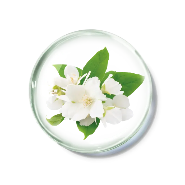 化妆品产品成分—茉莉花 免抠图