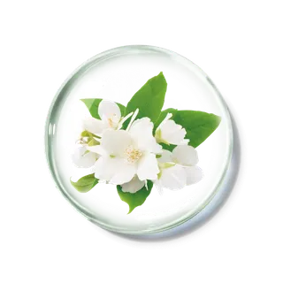 化妆品产品成分—茉莉花 免抠图