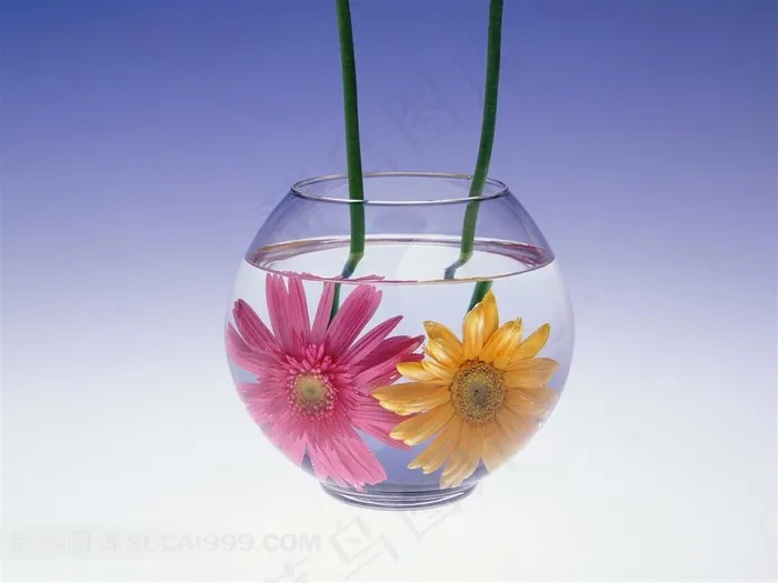 水杯里娇艳的粉色黄色菊花素材