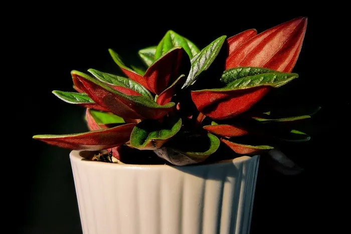 植物, 锅, 树叶
