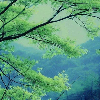 绿色的树冠特写