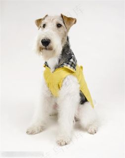 迷你犬-站立的白色梗犬