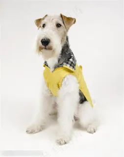 迷你犬-站立的白色梗犬