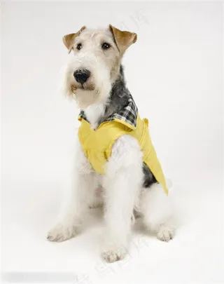 迷你犬-站立的白色梗犬