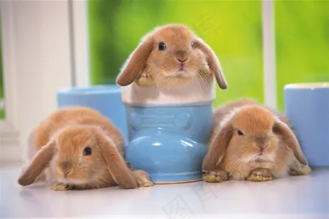 三只垂耳兔图片