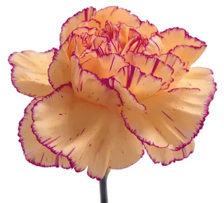 康乃馨鲜花图片下载