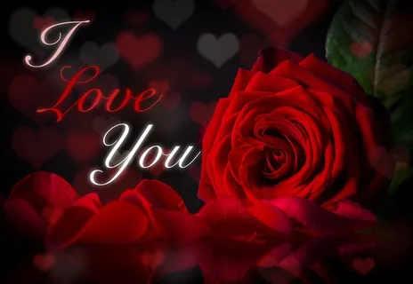 爱情红玫瑰图片
