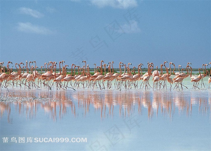 蓝天湿地火烈鸟群图片