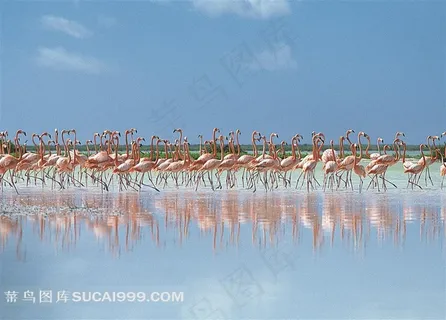 蓝天湿地火烈鸟群图片