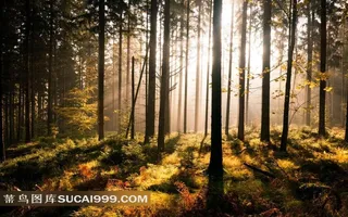 唯美清晨阳光光线树林图片