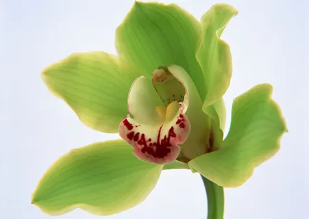 花朵绿色花儿 花朵绿色花儿