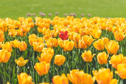黄色郁金香花海高清图片 黄色郁金香花海高清图片