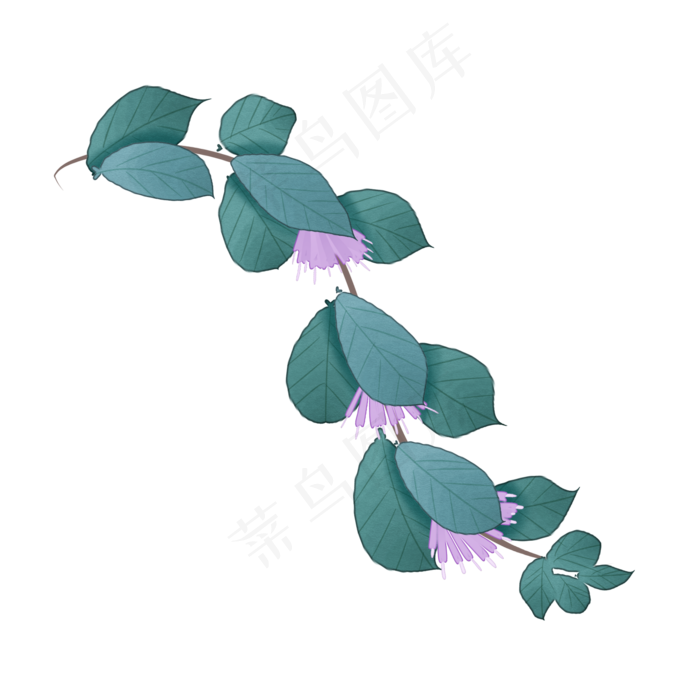 手绘草本中药药材