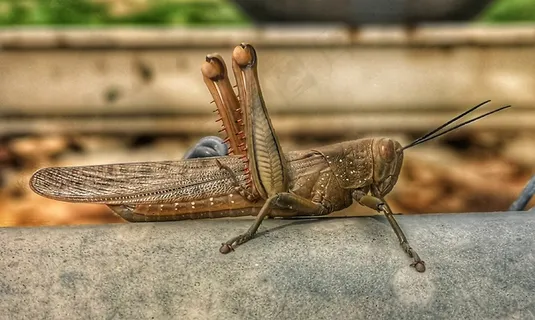 一只大蝗虫图片 一只大蝗虫图片