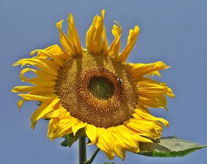 蓝天下向日葵盛开图片