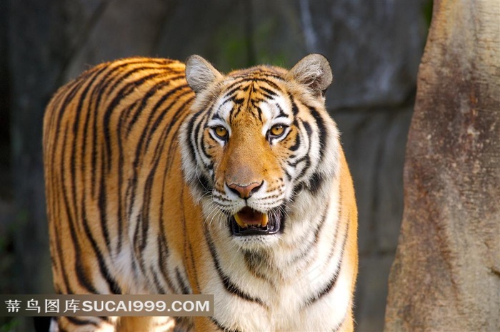 野生动物老虎摄影