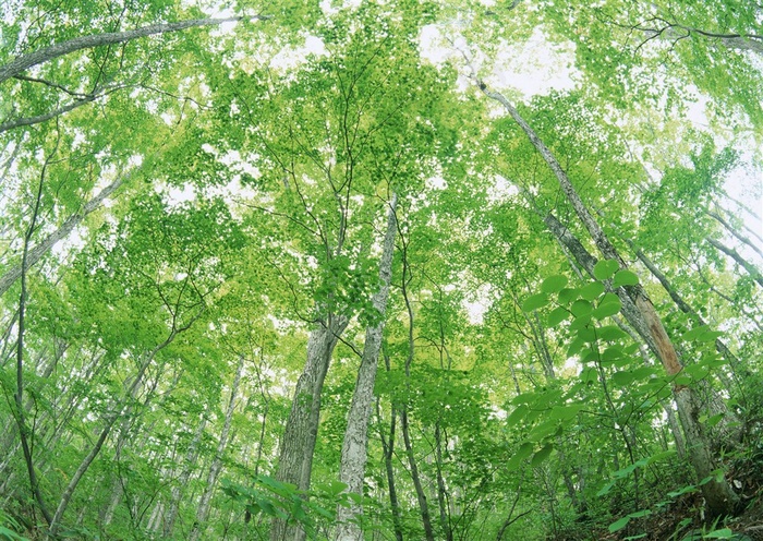 森林风景美丽风景素材