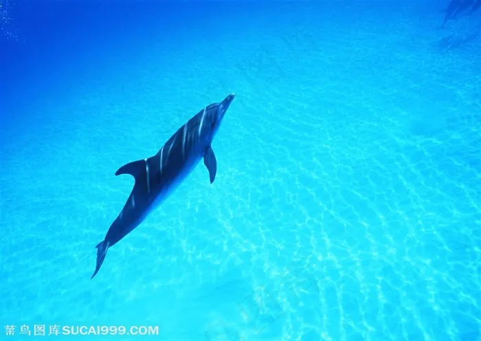 海洋生物-阳光透过海底印在海豚身上的斑驳影子