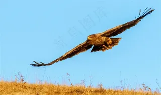 飞翔的草原雕素材