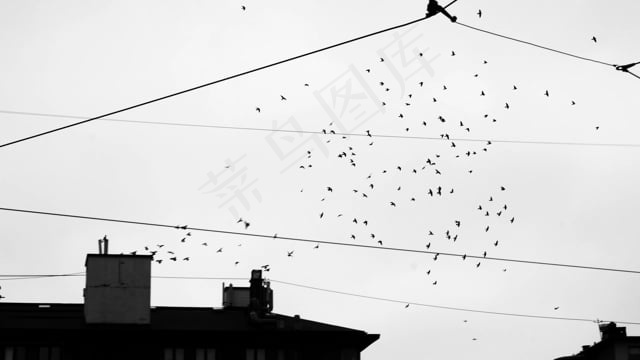 鸟类, 自然, 航班, 天空, 黑和白, 飞行, 空气