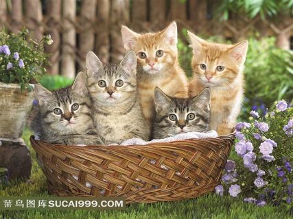 边框里的小猫摄影素材 边框里的小猫摄影素材