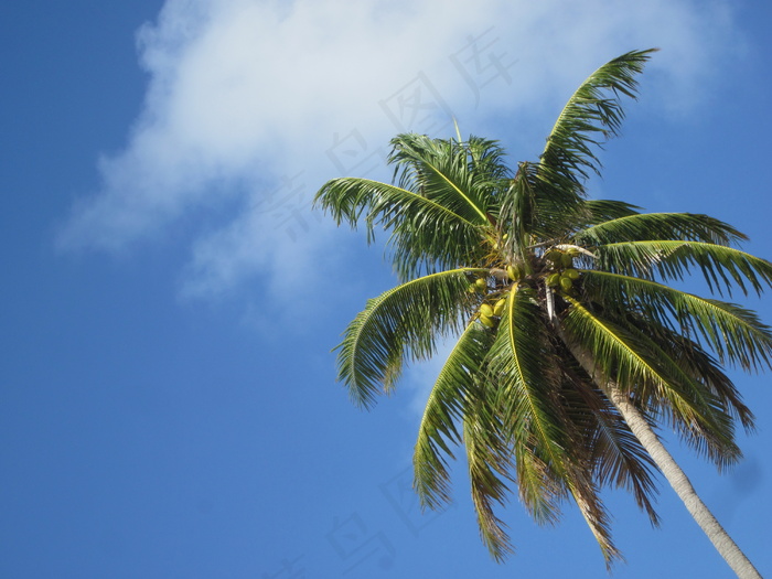 一棵椰子树图片