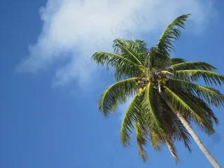 一棵椰子树图片