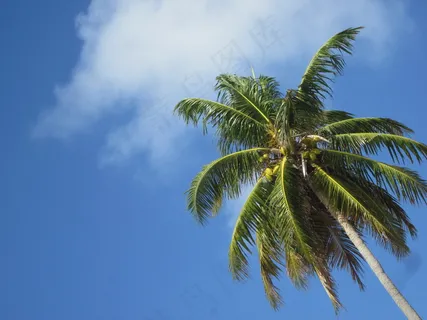 一棵椰子树图片 一棵椰子树图片