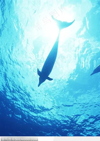 海中生物-仰视下的鲸鱼