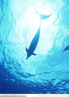 海中生物-仰视下的鲸鱼 海中生物-仰视下的鲸鱼