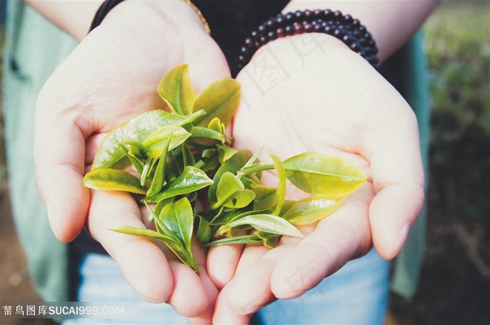 手捧茶叶绿茶叶茶图片