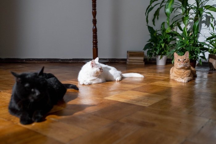 可爱猫咪猫猫摄影素材