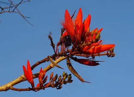 刺桐花图片 刺桐花图片