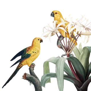 鸟 鹦鹉 鸟类学 绘画 框架 花的 花