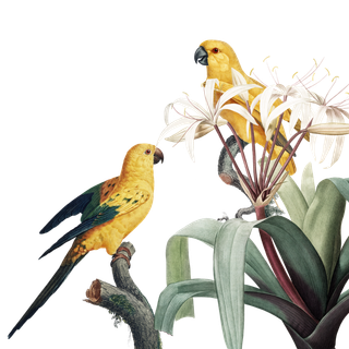 鸟 鹦鹉 鸟类学 绘画 框架 花的 花