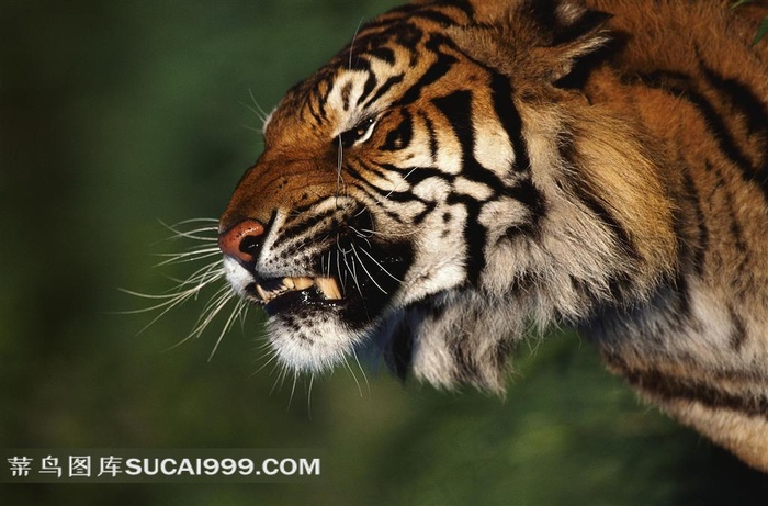 威武的老虎摄影素材