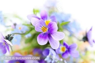 清香四溢的紫色鸡蛋花鲜花图片