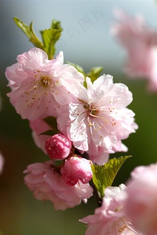 鲜花系列粉红色樱花写真图