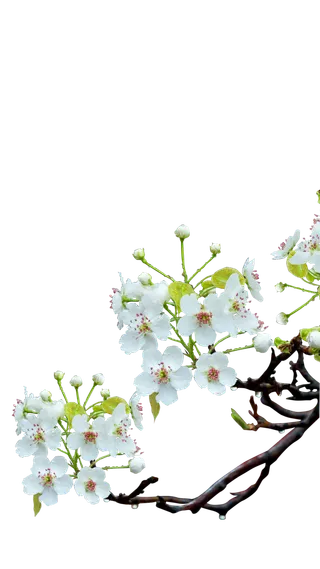 树木树枝树叶免扣素材