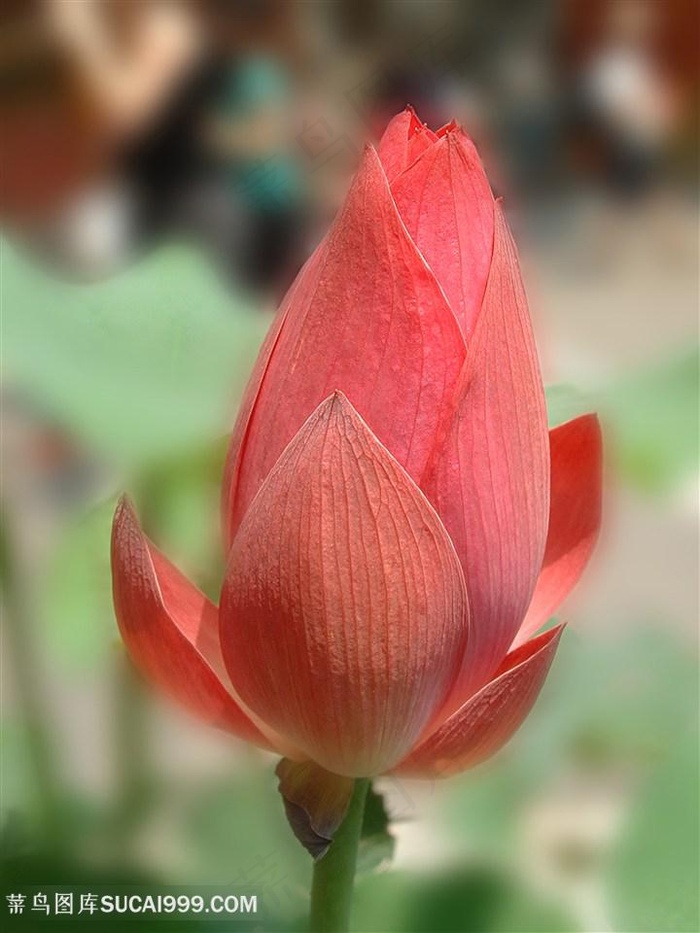 高清唯美红色荷花花苞图片