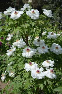 牡丹花高清图片 牡丹花高清图片