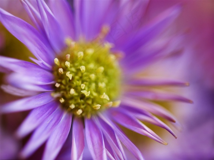 唯美高清特写鲜花图片